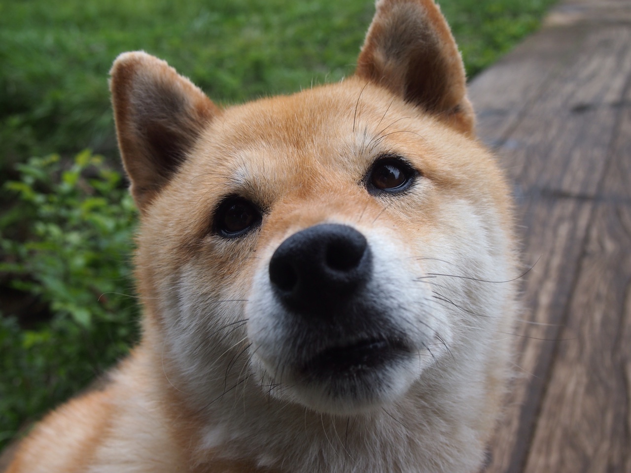 开云体育app下载-塔特的稳定发挥，帮助袋鼠队在橄榄球锦标赛中高居榜首