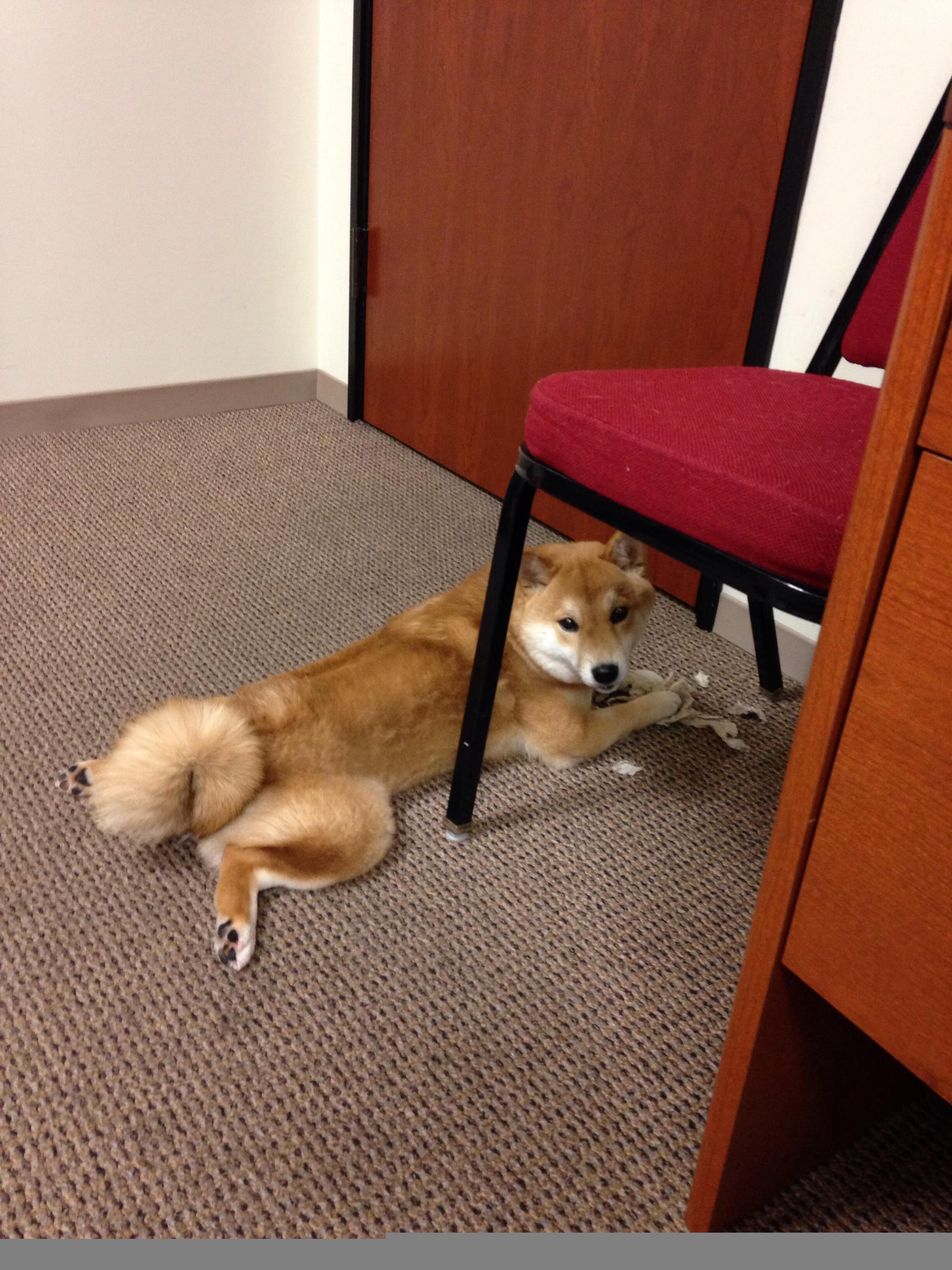 开云体育在线登入-爱尔兰橄榄球产业政策推动赛事国际化，爱尔兰篮球联赛