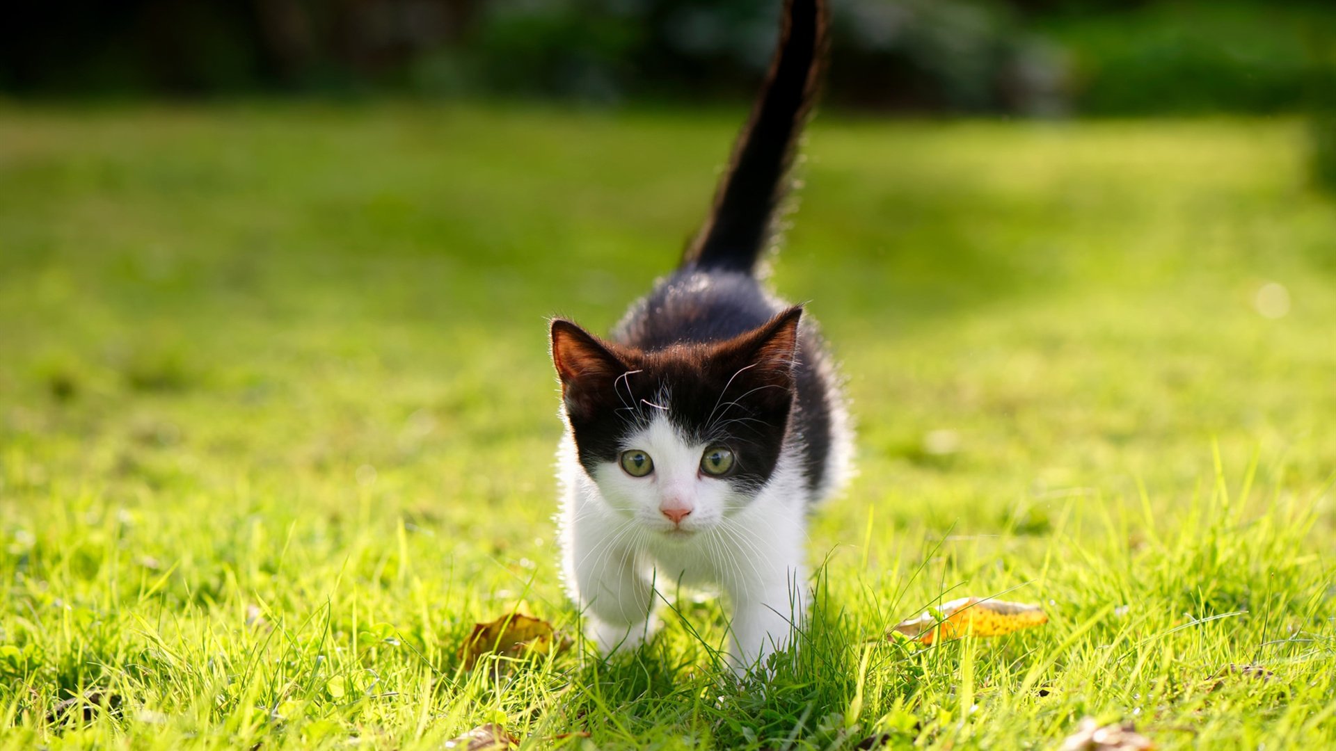 米切尔连砍三双爵士防守效率提升,爵士米切尔打什么位置