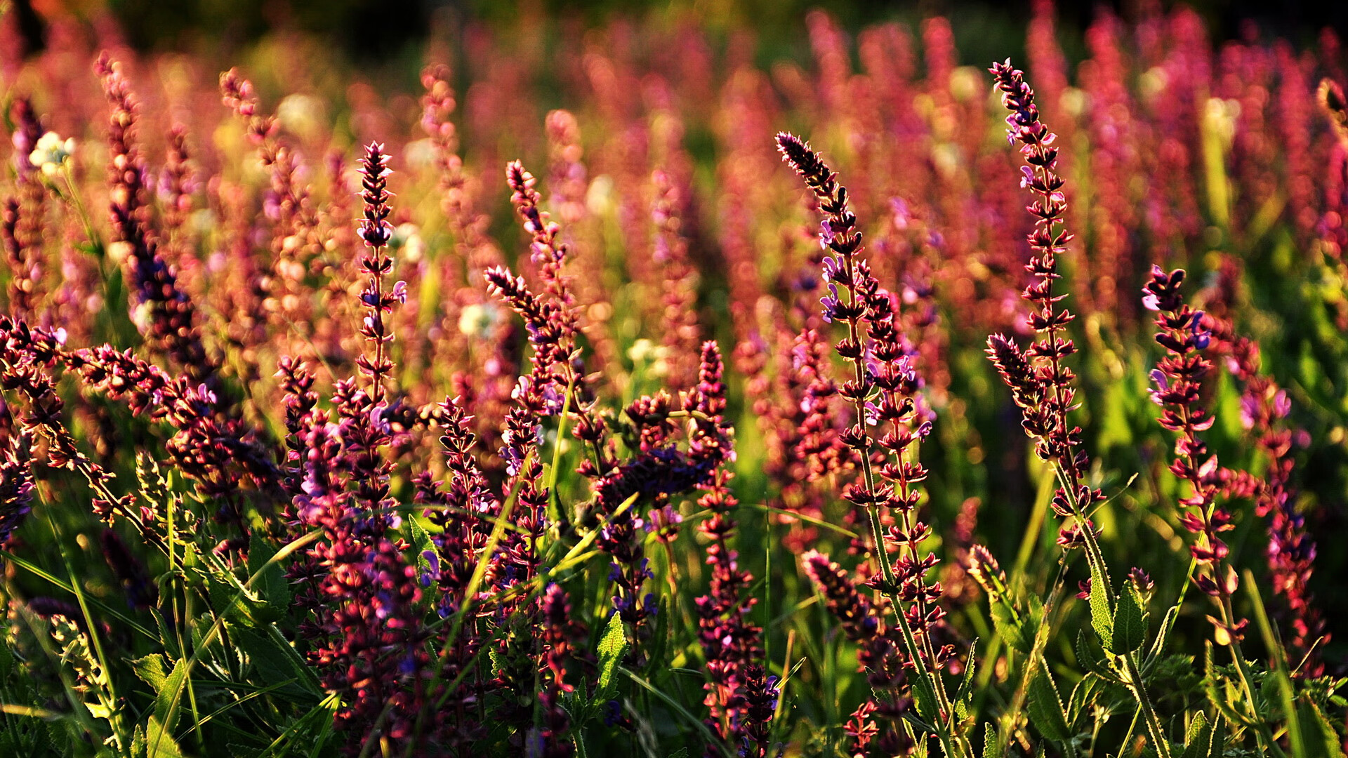 kaiyun开云体育-达米恩·麦肯齐：全黑队的“进攻灵魂”，突破对方防线总能如入无人之境