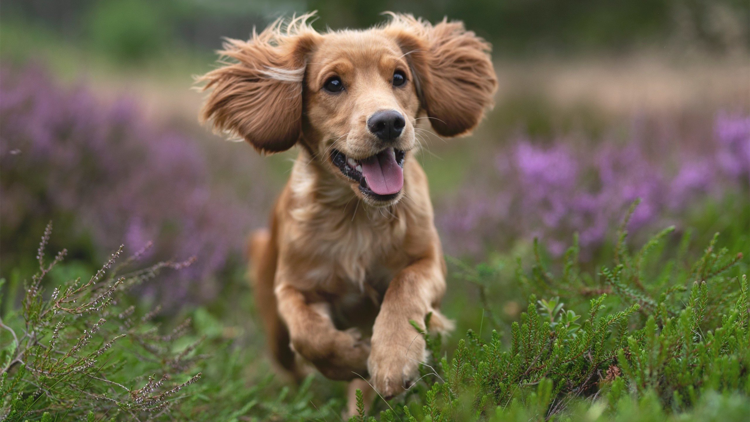 开云体育平台-中国明确WTO改革四项原则立场，wto的改革和中国对策