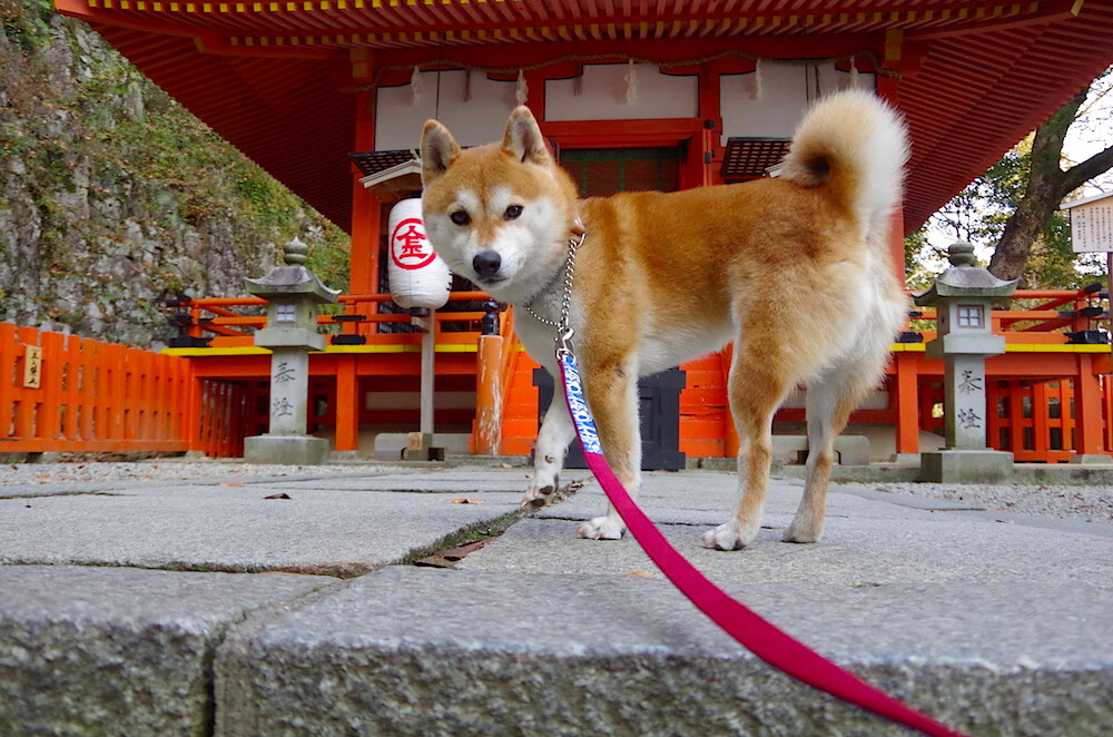 中国篮球青训体系对特殊身型学生的培养方法研究,篮球青训队年龄要求