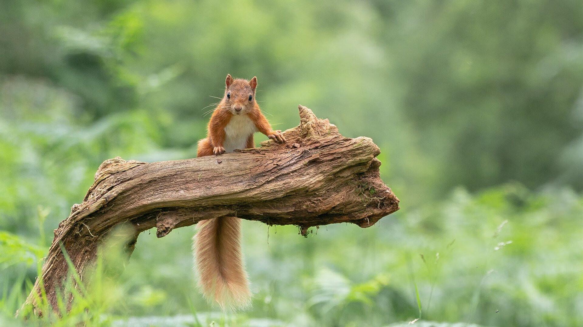 中国足球市场品牌价值提升路径,中国足球市场品牌价值提升路径研究
