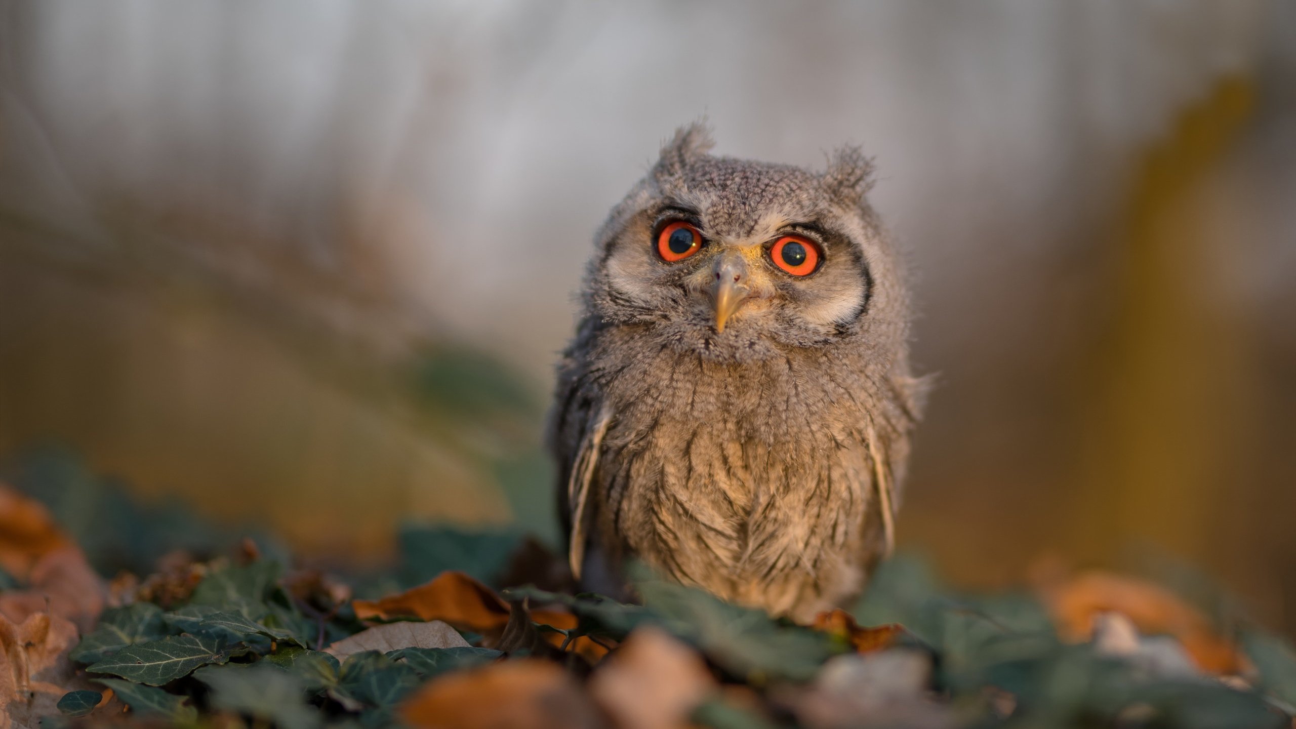 中国足球是否缺乏具有国际视野的管理人才,中国足球太缺少在硬仗中